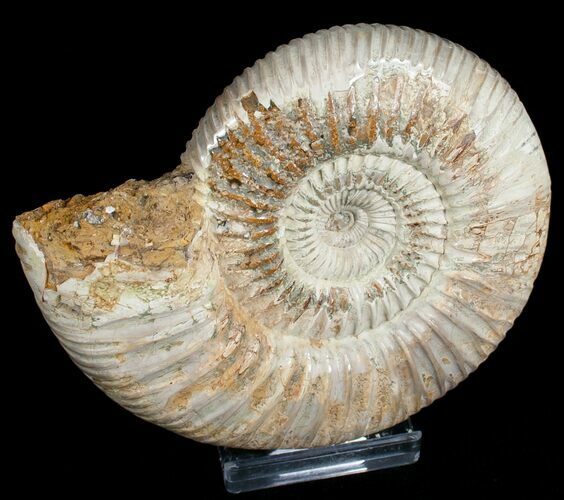 Perisphinctes Ammonite - Jurassic #6867